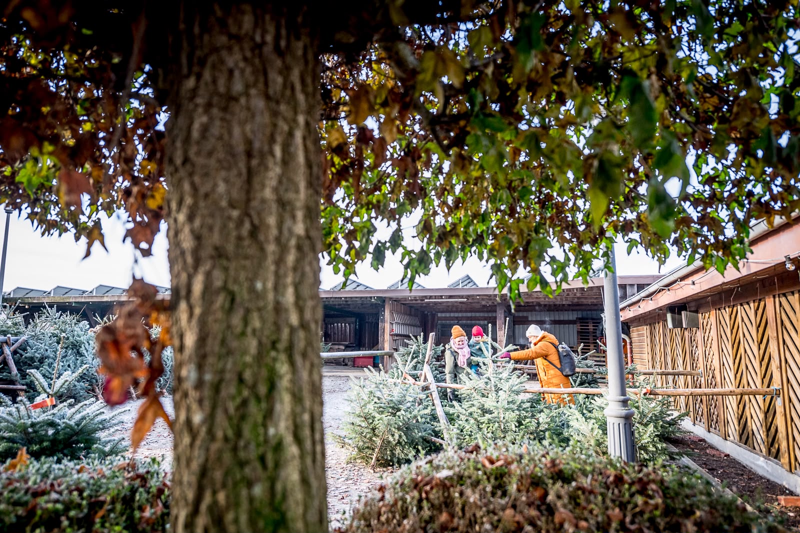 Weihnachtsbaumverkauf Hof Espel in Wallenhorst bei Osnabrück – Eindruck 6
